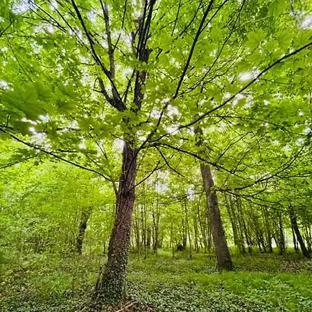 Chateau Du Mesnil Soleil , Domaine De Charme Et Chambres D'Hotes Prázdninový dům *