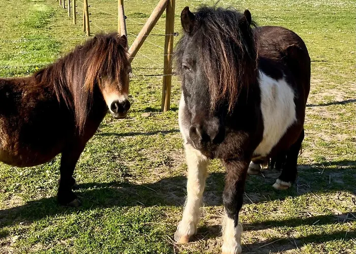 Château Du Mesnil Soleil , Et D'hôtes * Damblainville