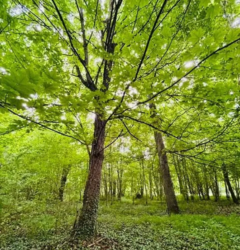 Château Du Mesnil Soleil , Et D'hôtes Hébergement de vacances *