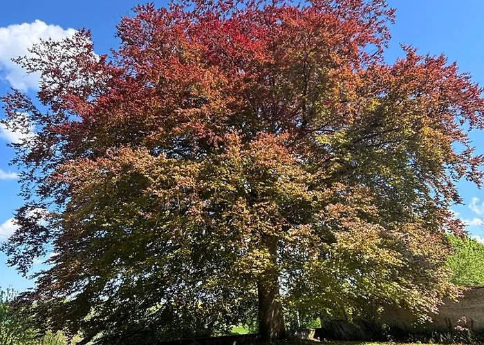 Chateau Du Mesnil Soleil , Domaine De Charme Et D'hotes *